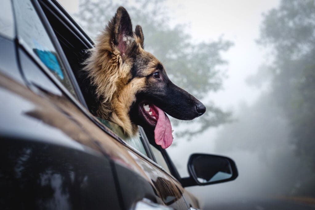 German Shepherd with its head out of the car window